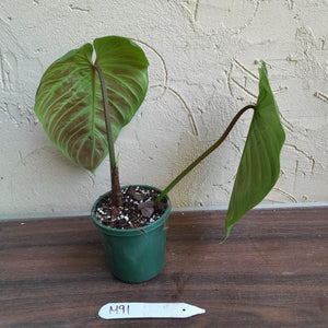 #M91 Philodendron Majestic