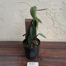 Load image into Gallery viewer, #R68 Philodendron Burle Marx Fantasy