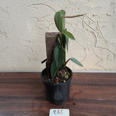 #R68 Philodendron Burle Marx Fantasy