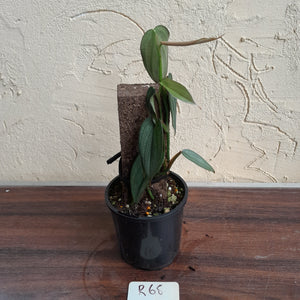 #R68 Philodendron Burle Marx Fantasy