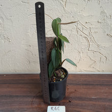 Load image into Gallery viewer, #R68 Philodendron Burle Marx Fantasy