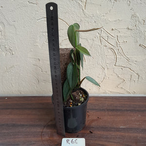 #R68 Philodendron Burle Marx Fantasy