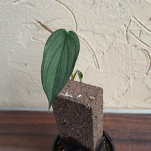 Load image into Gallery viewer, #R68 Philodendron Burle Marx Fantasy