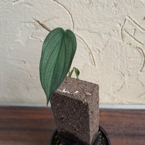 #R68 Philodendron Burle Marx Fantasy