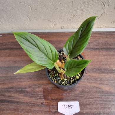 #D15 Two x Headed Philodendron Serpens