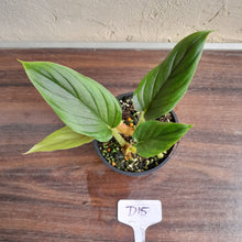 Load image into Gallery viewer, #D15 Two x Headed Philodendron Serpens
