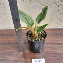 Load image into Gallery viewer, #D15 Two x Headed Philodendron Serpens