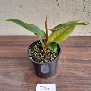 #D15 Two x Headed Philodendron Serpens