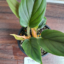 Load image into Gallery viewer, #D15 Two x Headed Philodendron Serpens