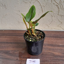 Load image into Gallery viewer, #D15 Two x Headed Philodendron Serpens