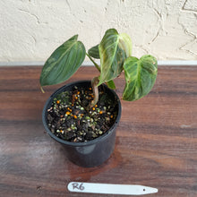 Load image into Gallery viewer, #R6 Variegated Philodendron Melanochrysum