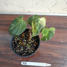 Load image into Gallery viewer, #R6 Variegated Philodendron Melanochrysum