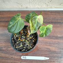 Load image into Gallery viewer, #R6 Variegated Philodendron Melanochrysum