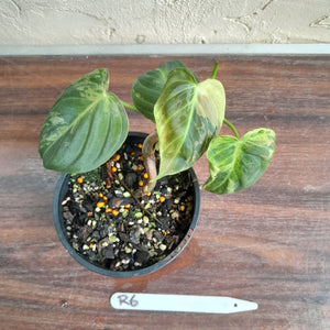 #R6 Variegated Philodendron Melanochrysum