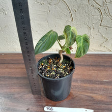 Load image into Gallery viewer, #R6 Variegated Philodendron Melanochrysum