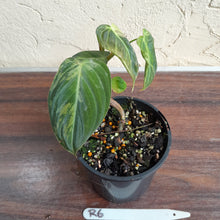Load image into Gallery viewer, #R6 Variegated Philodendron Melanochrysum