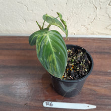 Load image into Gallery viewer, #R6 Variegated Philodendron Melanochrysum