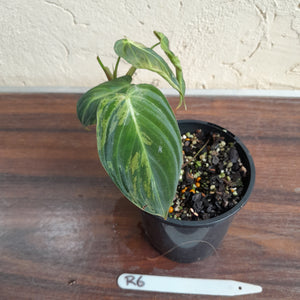 #R6 Variegated Philodendron Melanochrysum
