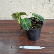 Load image into Gallery viewer, #R6 Variegated Philodendron Melanochrysum
