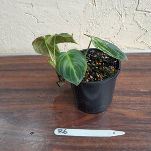 #R6 Variegated Philodendron Melanochrysum