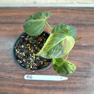 #R6 Variegated Philodendron Melanochrysum