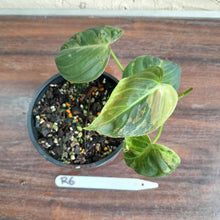 Load image into Gallery viewer, #R6 Variegated Philodendron Melanochrysum