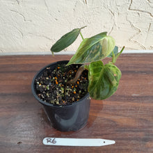 Load image into Gallery viewer, #R6 Variegated Philodendron Melanochrysum