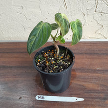Load image into Gallery viewer, #R6 Variegated Philodendron Melanochrysum