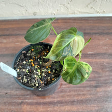 Load image into Gallery viewer, #R6 Variegated Philodendron Melanochrysum