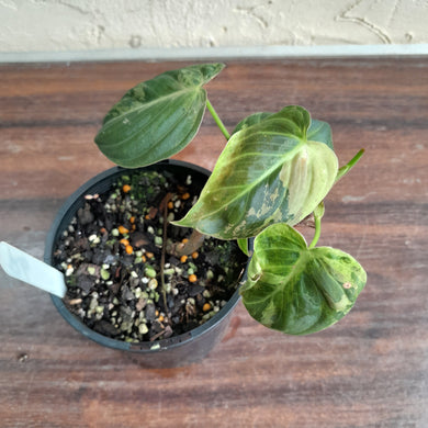 #R6 Variegated Philodendron Melanochrysum