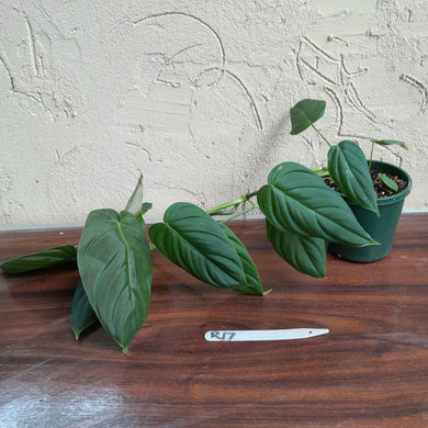 #R17 Philodendron Melanochrysum x Sharoniae
