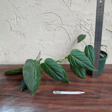 Load image into Gallery viewer, #R17 Philodendron Melanochrysum x Sharoniae