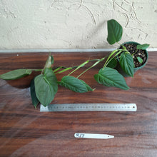 Load image into Gallery viewer, #R17 Philodendron Melanochrysum x Sharoniae