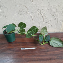 Load image into Gallery viewer, #R17 Philodendron Melanochrysum x Sharoniae