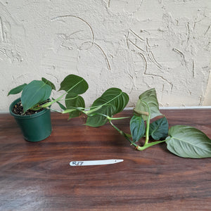 #R17 Philodendron Melanochrysum x Sharoniae