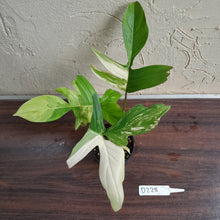 Load image into Gallery viewer, #D228 Philodendron Florida Beauty