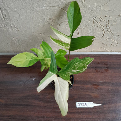 #D228 Philodendron Florida Beauty