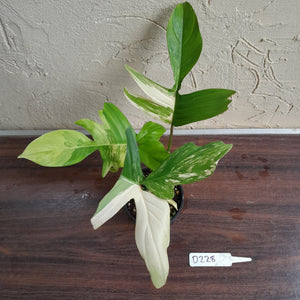 #D228 Philodendron Florida Beauty