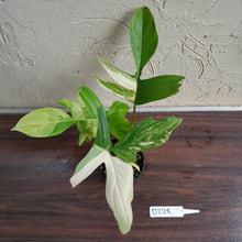 Load image into Gallery viewer, #D228 Philodendron Florida Beauty