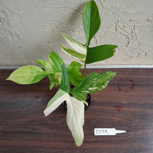 #D228 Philodendron Florida Beauty