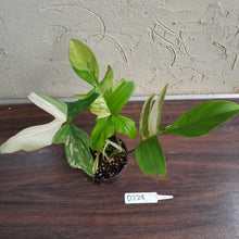 Load image into Gallery viewer, #D228 Philodendron Florida Beauty