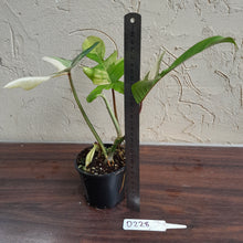 Load image into Gallery viewer, #D228 Philodendron Florida Beauty