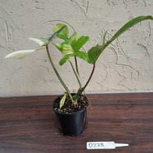 Load image into Gallery viewer, #D228 Philodendron Florida Beauty