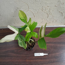 Load image into Gallery viewer, #D228 Philodendron Florida Beauty