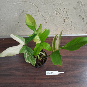 #D228 Philodendron Florida Beauty