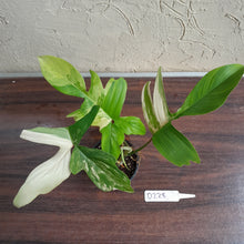 Load image into Gallery viewer, #D228 Philodendron Florida Beauty