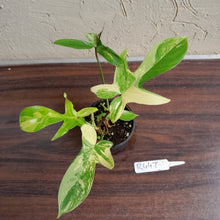 Load image into Gallery viewer, #R447 Philodendron Florida Beauty
