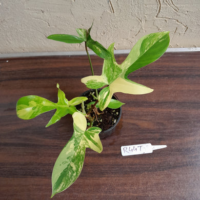 #R447 Philodendron Florida Beauty