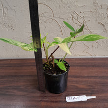 Load image into Gallery viewer, #R447 Philodendron Florida Beauty