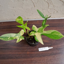 Load image into Gallery viewer, #R447 Philodendron Florida Beauty